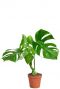 Monstera deliciosa variegata 15