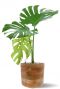 Monstera in hout pot