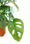 kleine Monstera