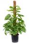 Monstera obliqua 3