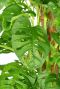 Monstera obliqua monkey blad