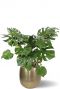 Monstera pflanze im topf