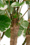 Aralia Balfourii