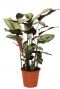 Calathea Whitestar Pfeilwurze