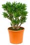 Crassula gollum