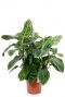 Dieffenbachia Reflector