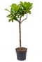Ficus lyrata