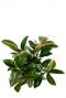 schöne ficus melany pflanze