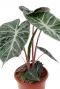 Alocasia marocco purple night