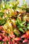Nandina domestica obsessed gartenpflanze