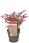 Nandina domestica obsessed plant 19