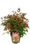 Nandina domestica obsessed plant p19 1