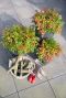 Nandina domestica obsessed tuinplanten