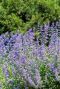 Nepeta faassenii gartenpflanze