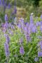 Nepeta nervosa blue moon gartenpflanze