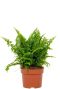 Nephrolepis vitale p12