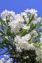 Nerium oleander gartenpflanze p26