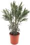 Nerium oleander tuinplant pot26