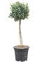 Olea europaea olijfboom