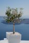 Olea europaea p14 gartenpflanze