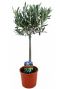 Olea europaea p14 olijfboom