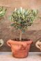 Olea europaea p14 plant