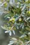 Olea europaea p24 gardenpflanze