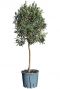 Olea europaea p26 gardenpflanze