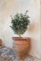 Olea europaea p28 gardenpflanze