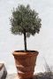 Olea europaea tuinplant 2