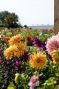 Dahlia Dinnerplate Mix 