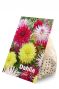 Dahlia Dinnerplate Mix 