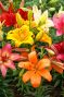 Lily Asiatic Mix 