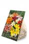 Lily Asiatic Mix 