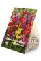 Bees & Butterflies Bulbs Mix