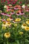 Echinacea Mix 