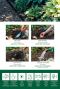 Hosta Border Mix 
