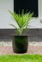 Palermo pot groen plant 1