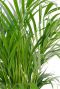 Areca (chrysalidoc.) lutescens