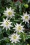 Passiflora caerulea constance elliot gardenpflanze