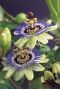 Passiflora caerulea gartenpflanze