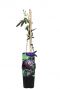 Passiflora purple haze plant 14