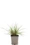 Pennisetum al hameln pot9