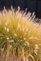 Pennisetum alopecuroides hameln gartenpflanze