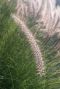 Pennisetum alopecuroides hameln p9