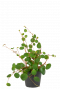 Peperomia-pepperspot-stekje-