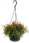 Peperomia pepperspot Hängepflanze