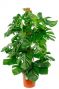 Philodendron-monstera-pertusum