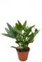 Philodendron cobra zimmerpflanze 1