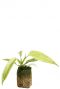 Philodendron florida ghost plant